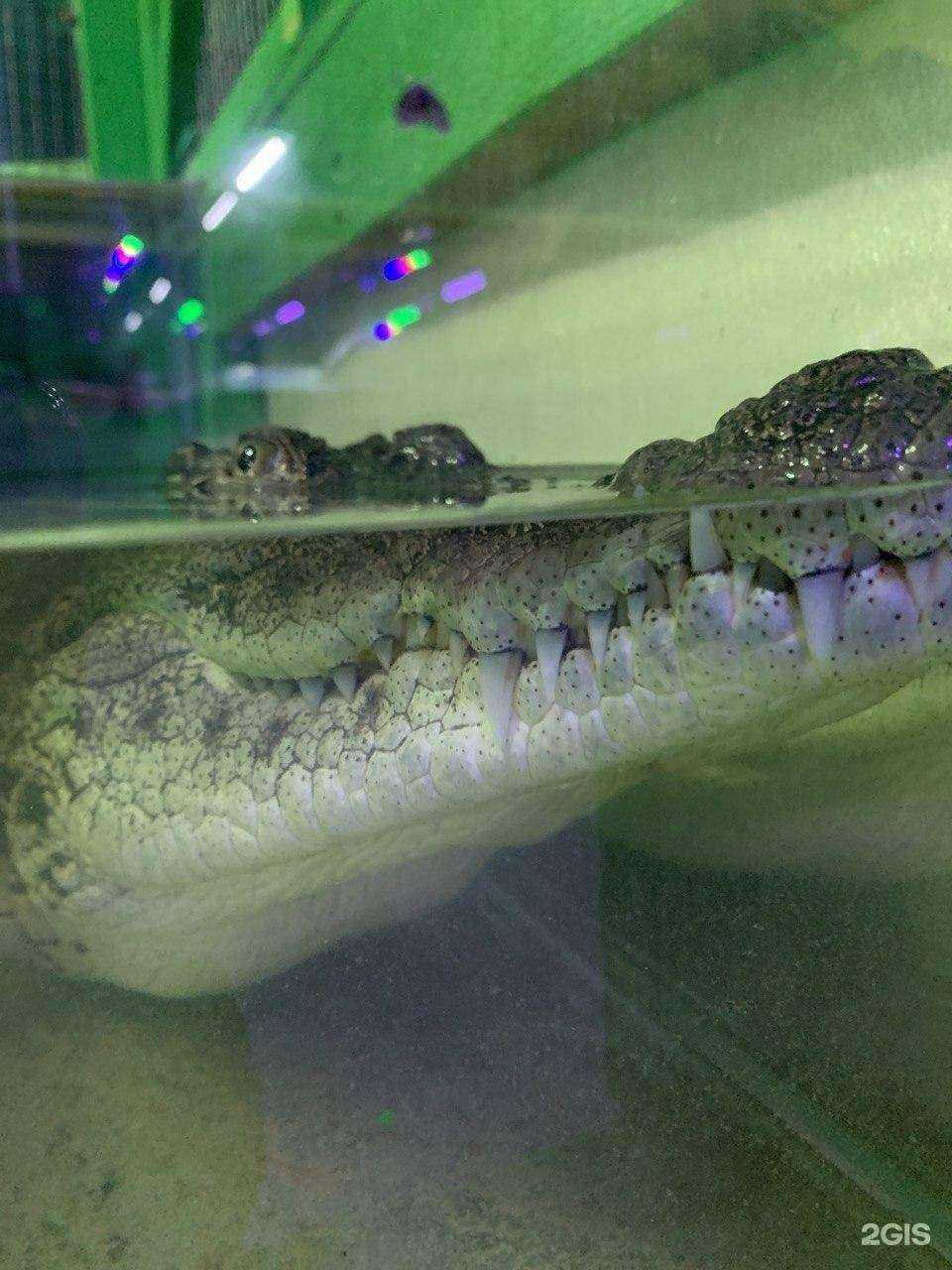 Отзывы на компанию Террариум в г. Анапа c фото