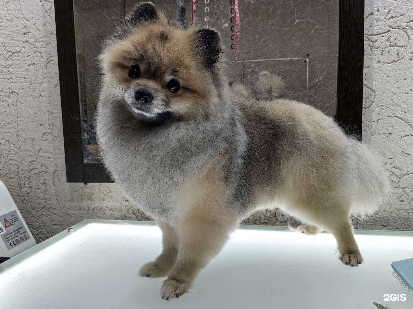 Отзывы на компанию Заботливый грумер в г. Самара c фото