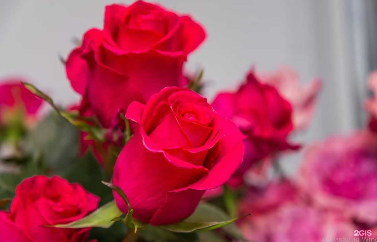 Отзывы на компанию Pink Stork в Коммунарке c фото