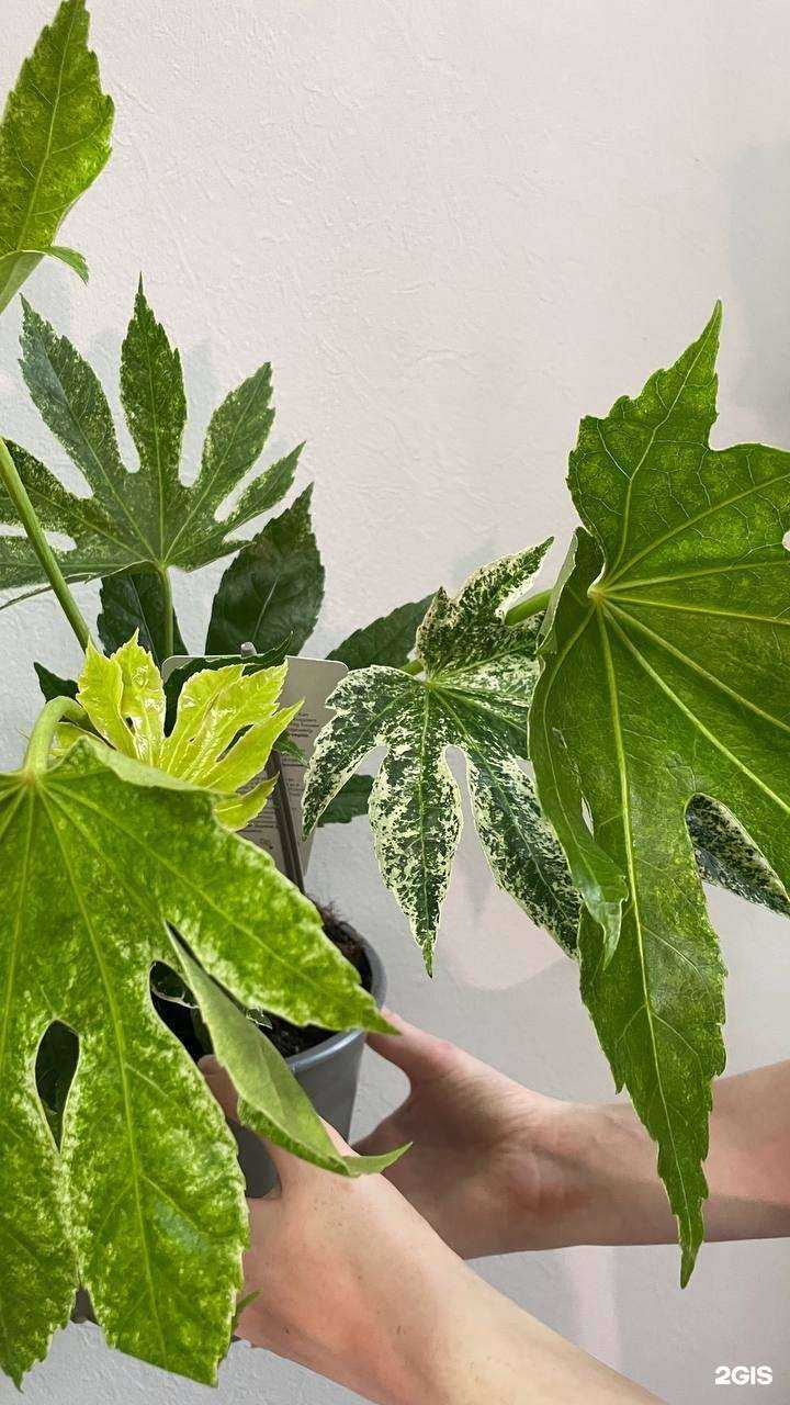 Отзывы на компанию Alba в Барнауле c фото