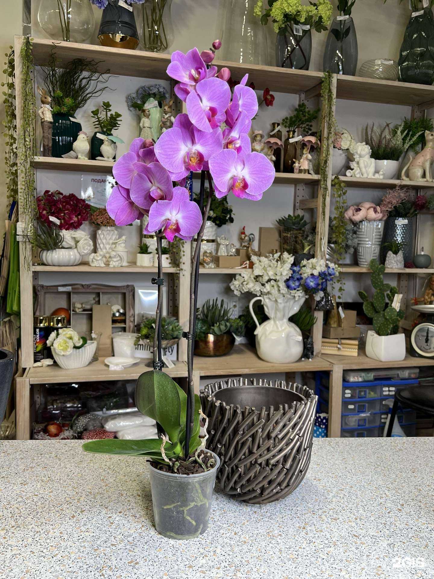 Отзывы на компанию Жасмин в Волгограде c фото