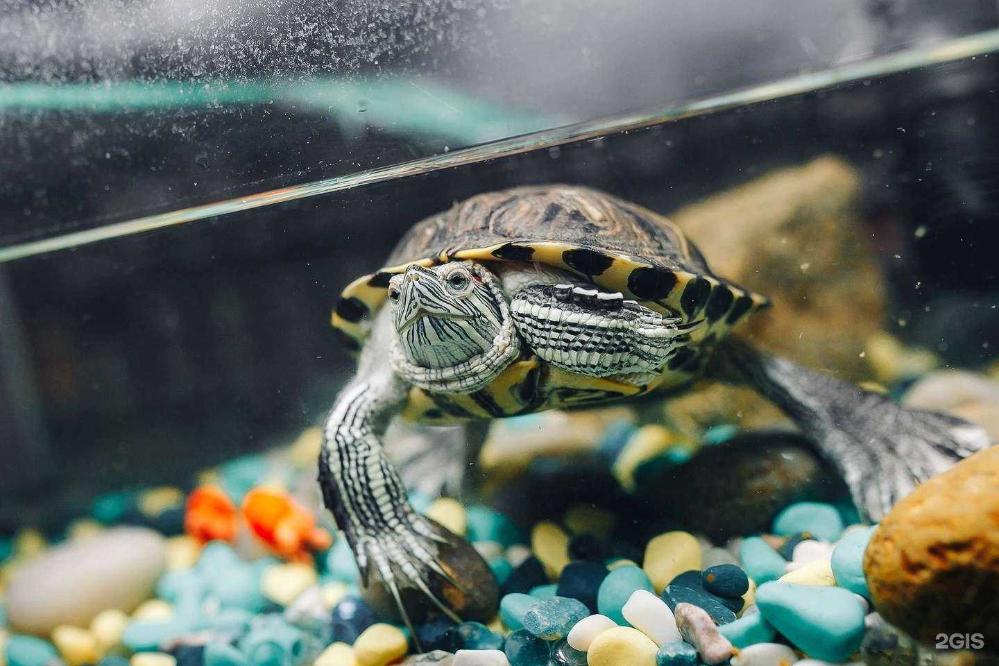 Отзывы на компанию Stan Lee в г. Новосибирск c фото