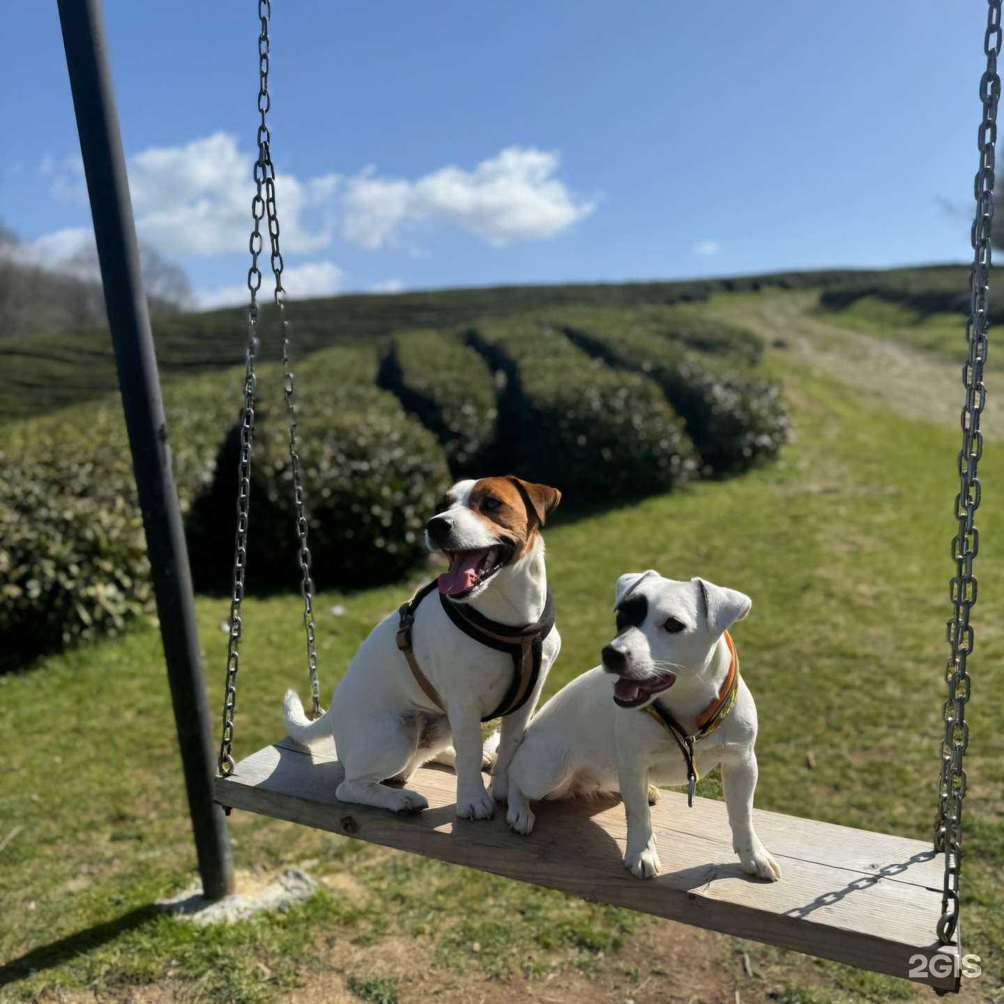 Отзывы на компанию Кинологический клуб в Сочи c фото