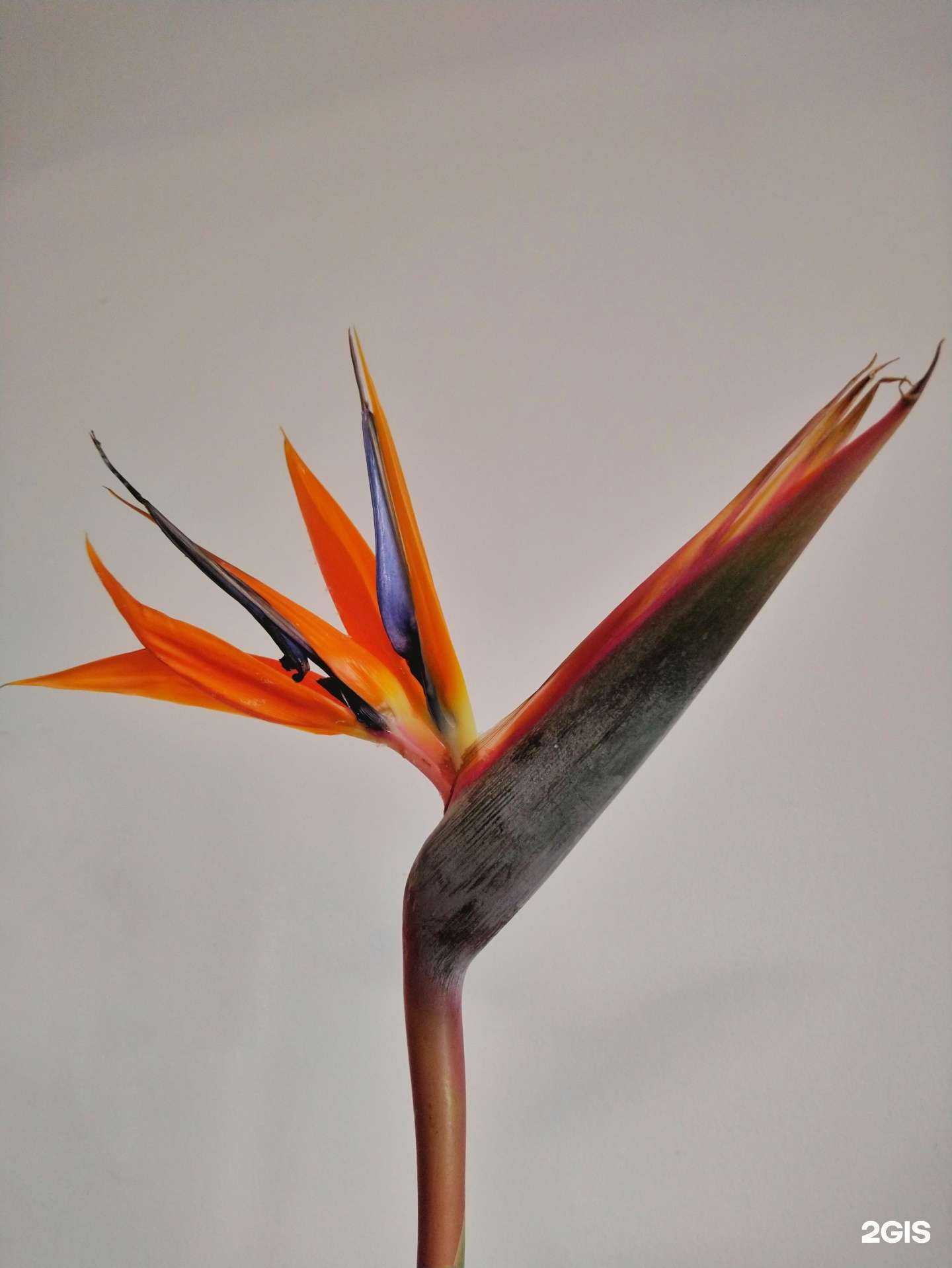 Отзывы на компанию Flowers Bar в г. Краснодар c фото