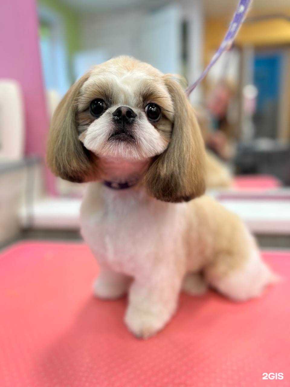 Отзывы на компанию Groom в г. Новокузнецк c фото