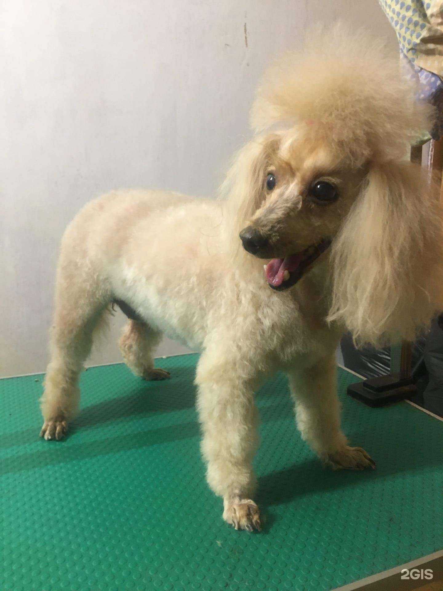 Отзывы на компанию Artemon в г. Улан-Удэ c фото