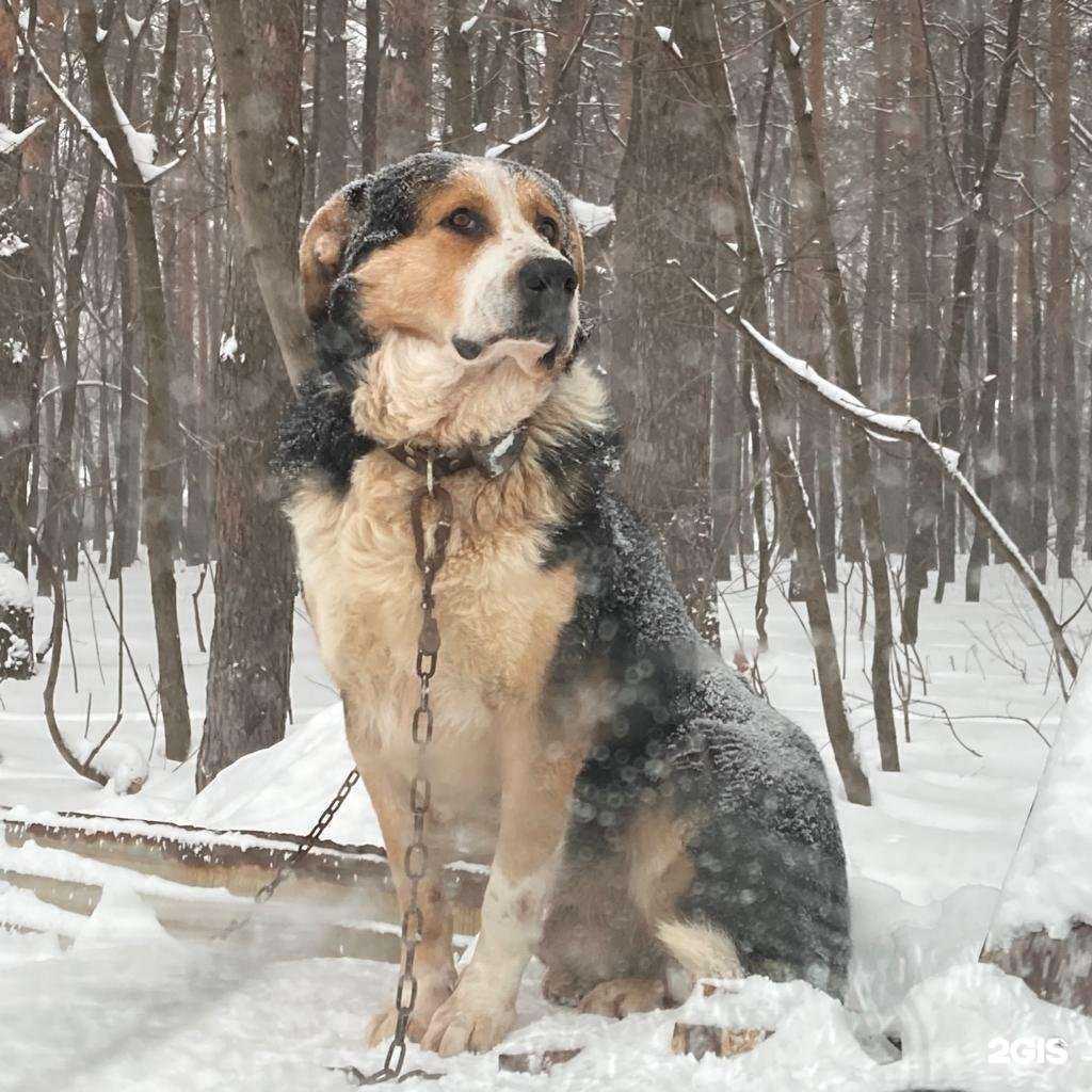 Отзывы на компанию Государственная городская ветеринарная клиника в Самаре c фото