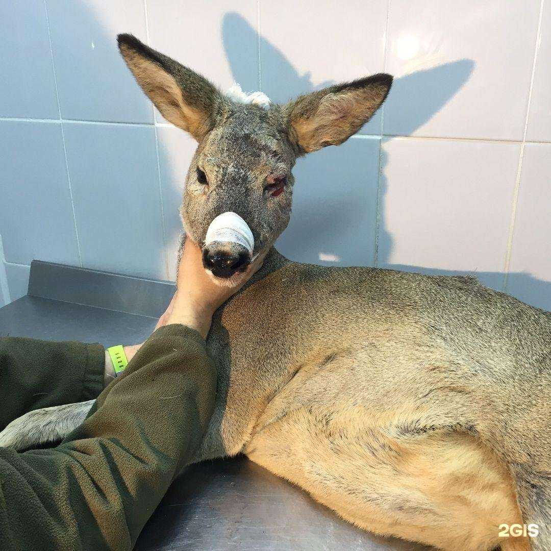 Отзывы на компанию Егорьевская станция по борьбе с болезнями животных в Егорьевске c фото