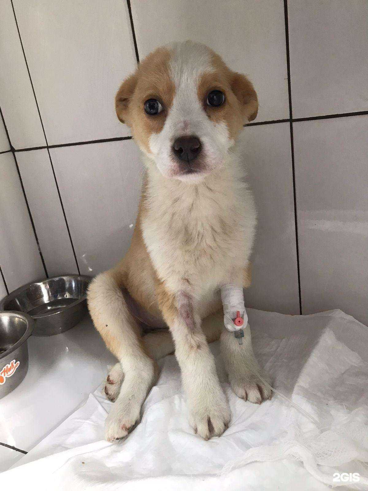 Отзывы на компанию Zooсервис в Шахтах c фото