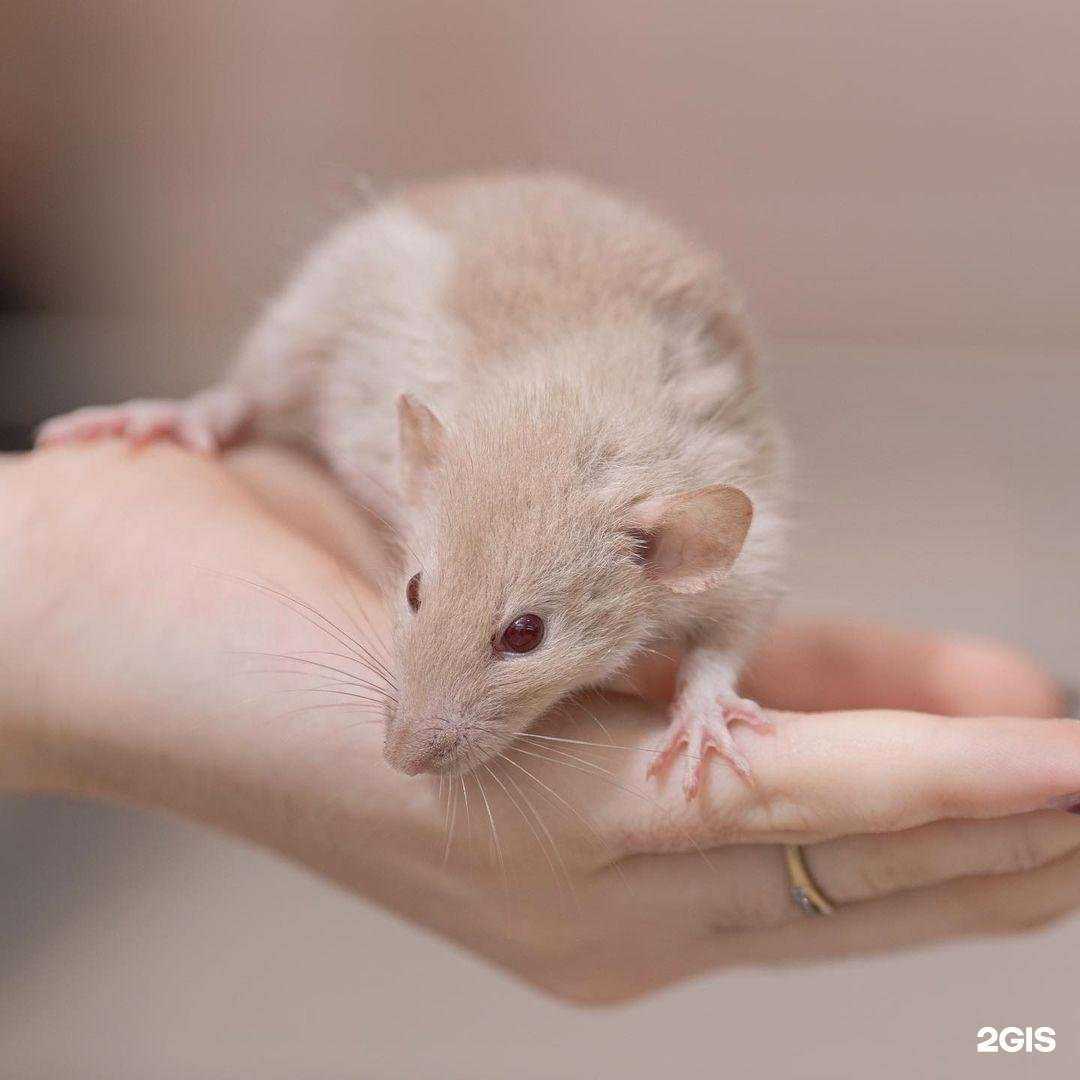 Отзывы на компанию Питомец в Сочи c фото