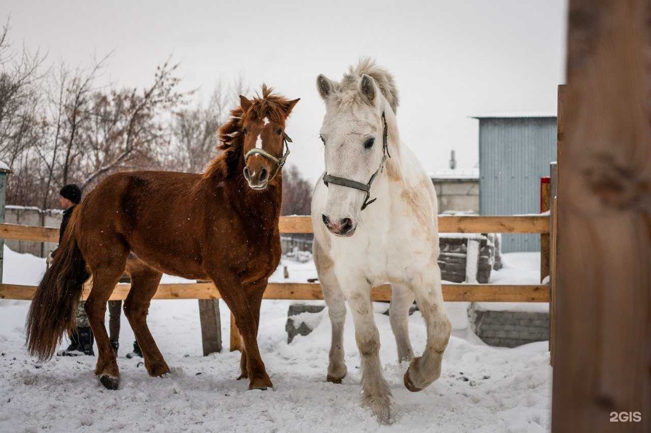 Отзывы на компанию Лошадка в Железногорске c фото