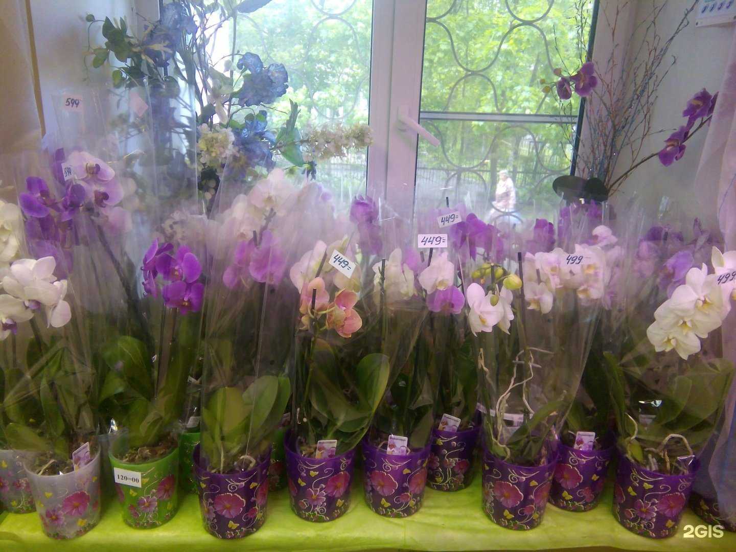 Отзывы на компанию Тюльпан в Вологде c фото