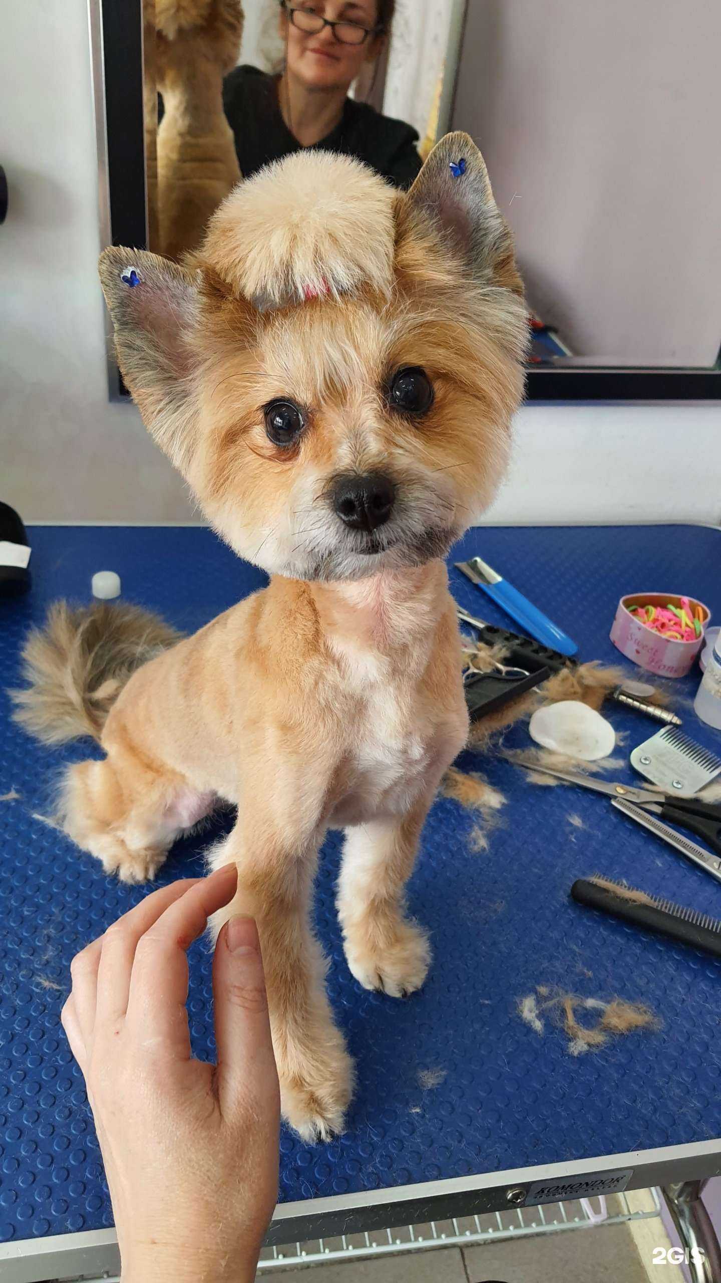 Отзывы на компанию Grooming time в Балашихе c фото