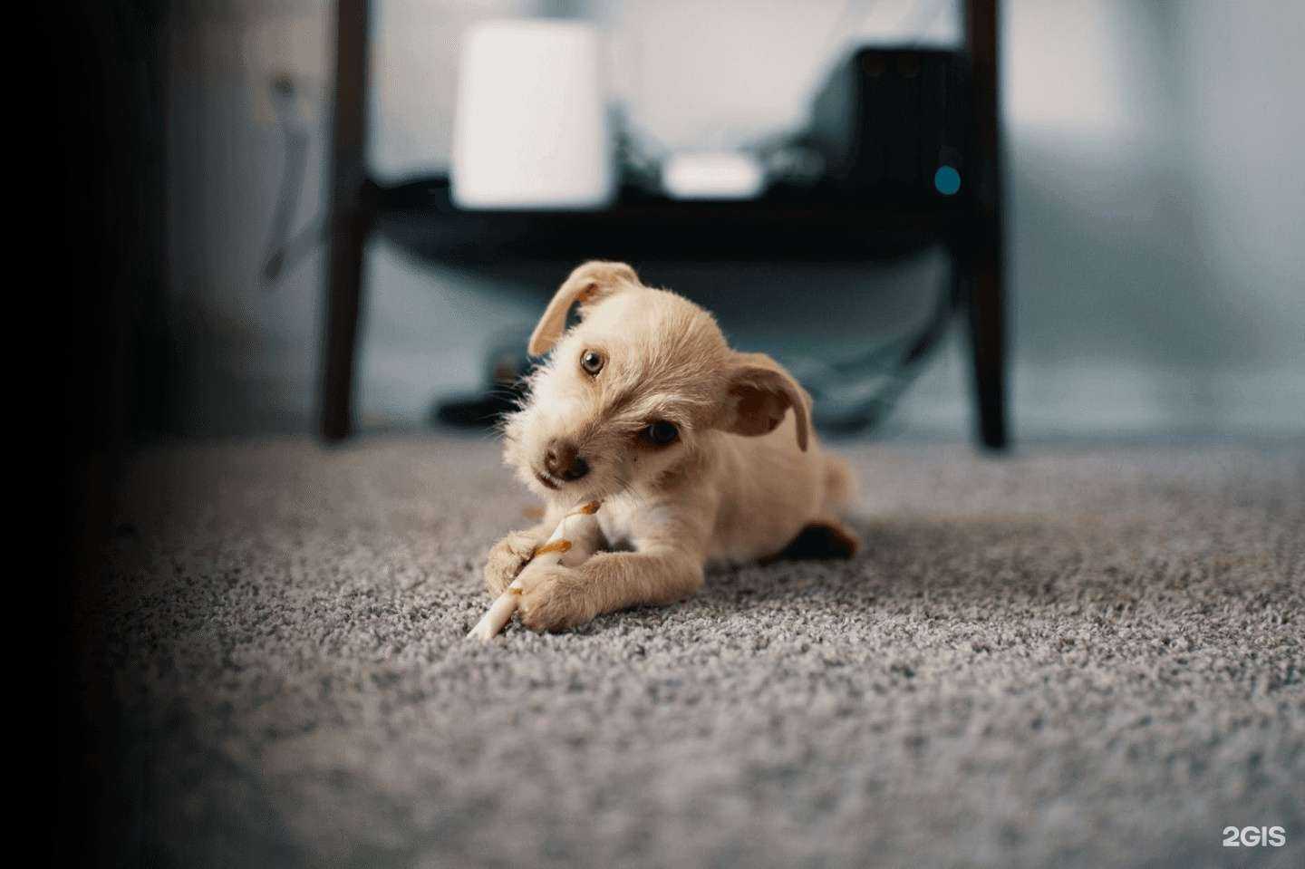 Отзывы на компанию Коврочист в Барнауле c фото