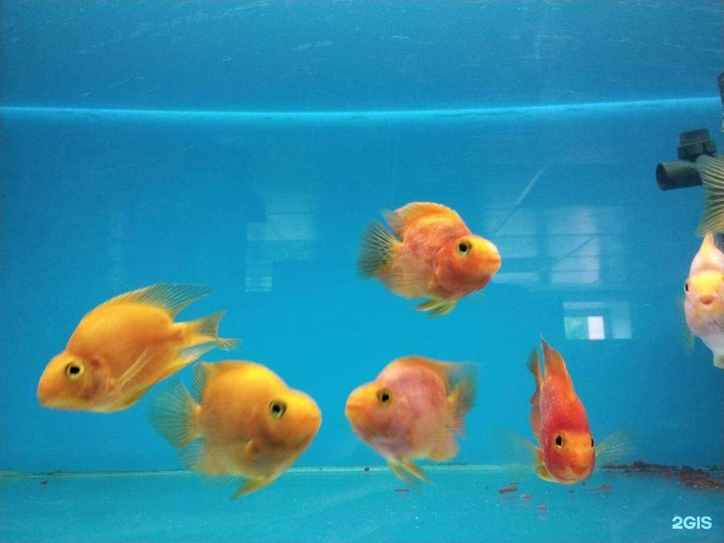 Отзывы на компанию Экзотик plus в Иркутске c фото