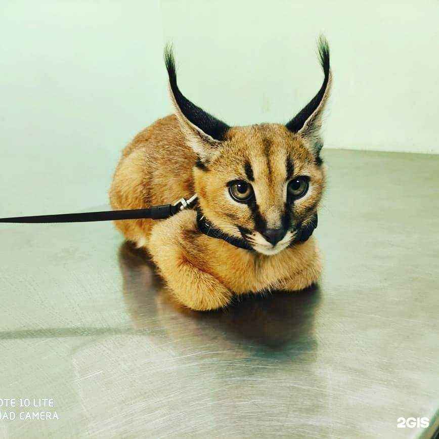 Отзывы на компанию ЗооСфера в Южно-Сахалинске c фото