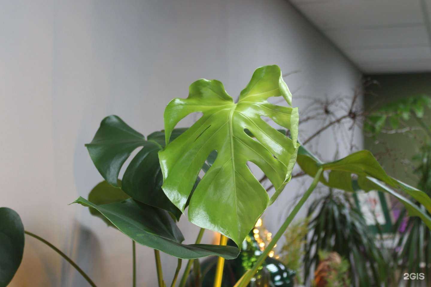 Отзывы на компанию Корешок в Ростове-на-Дону c фото