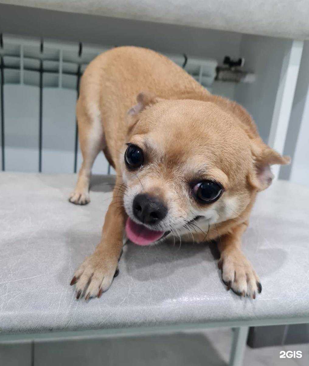 Отзывы на компанию Акита в Челябинске c фото