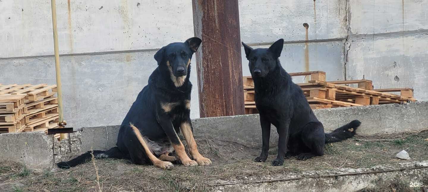 Отзывы на компанию Ветеринарный госпиталь в г. Саранск c фото