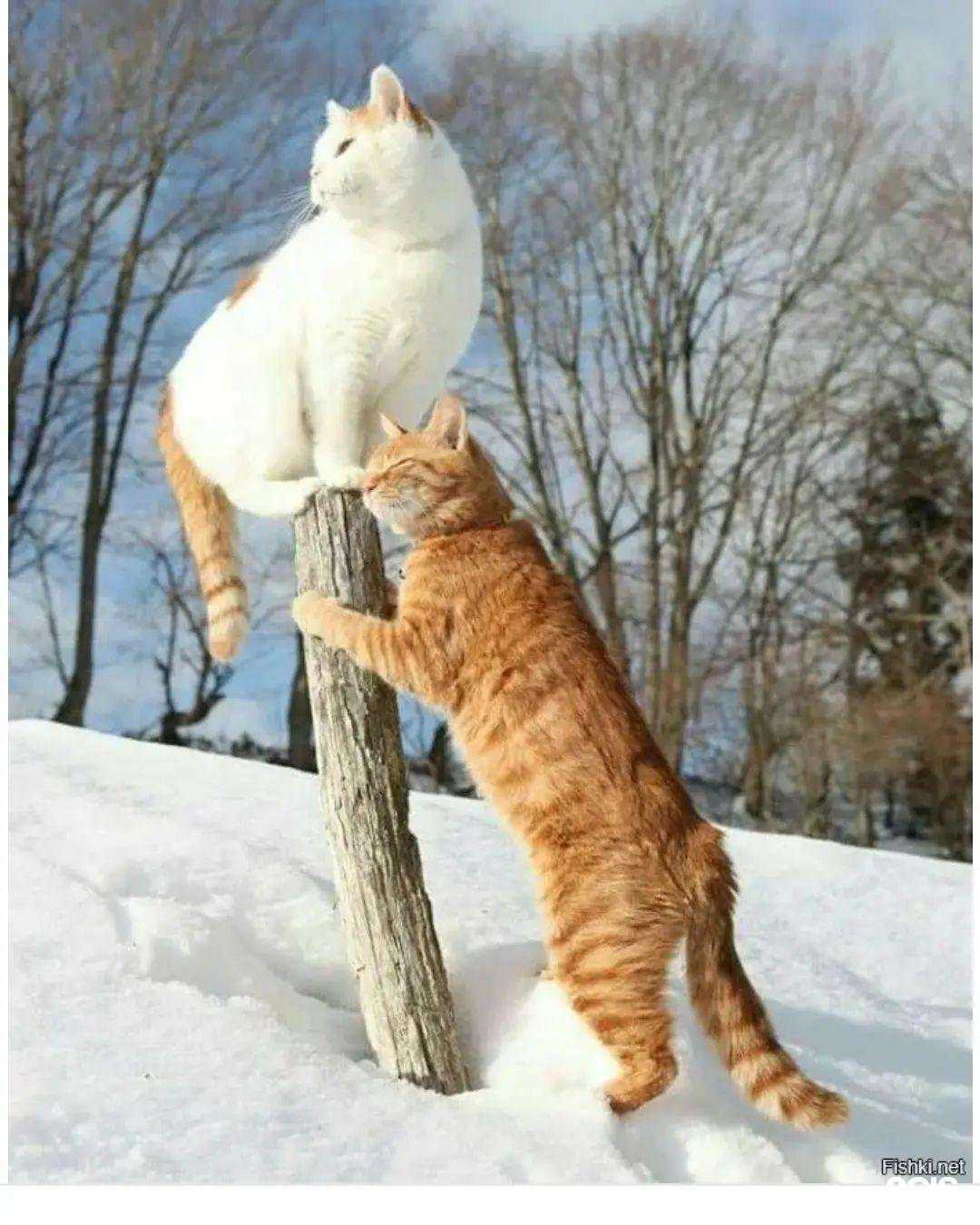 Отзывы на компанию Любимчик в Новокуйбышевске c фото