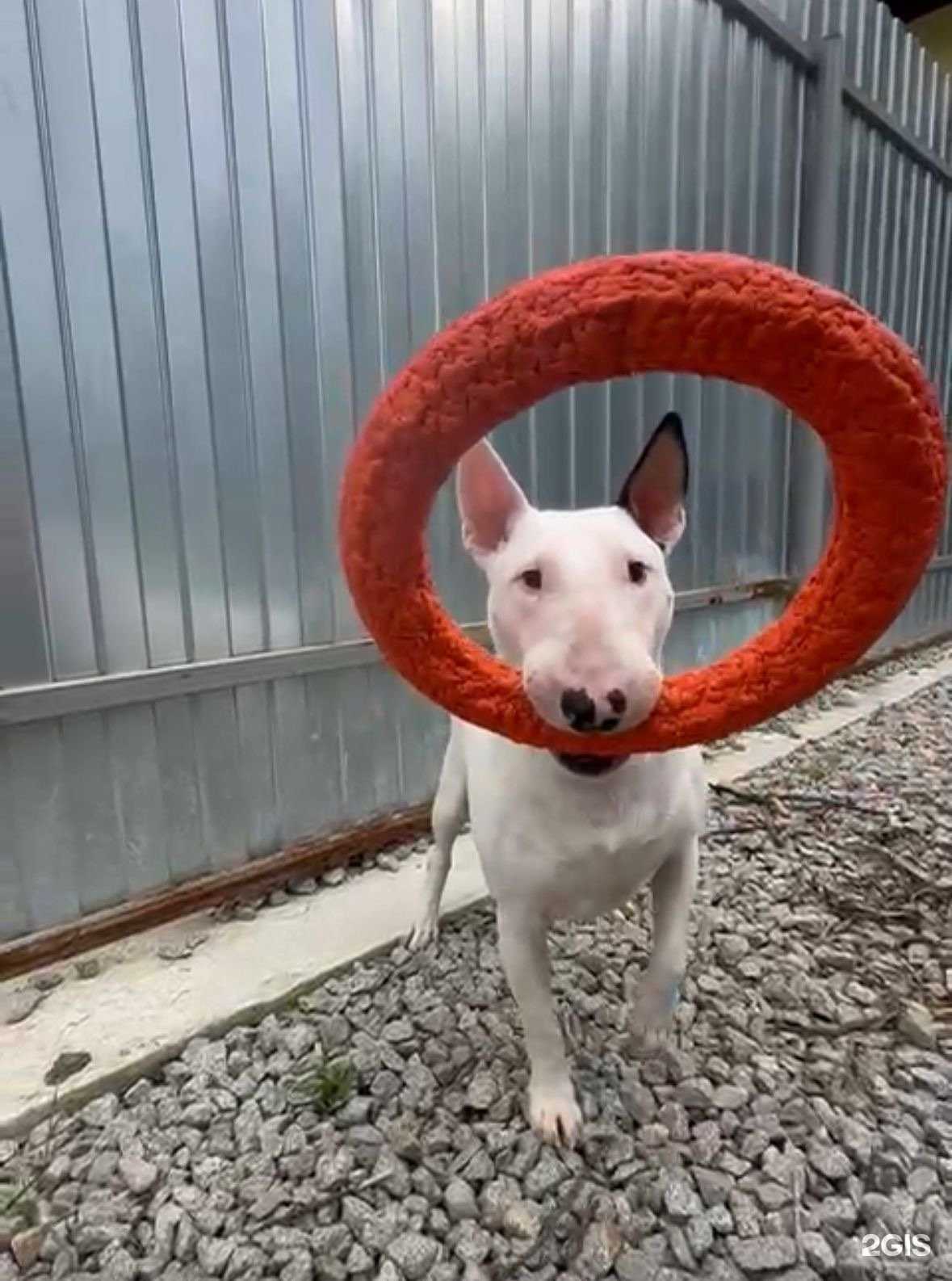 Отзывы на компанию Golden pets в Екатеринбурге c фото