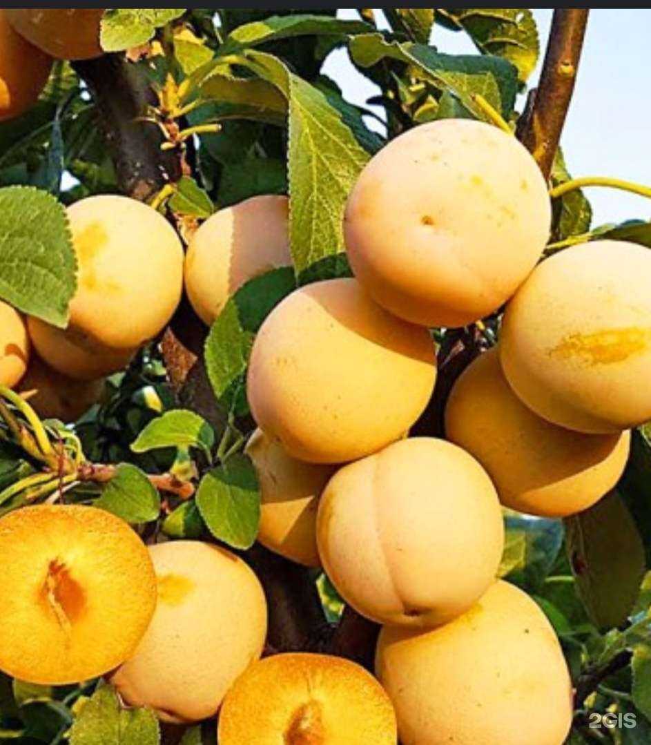 Отзывы на компанию Мой сад в г. Калининград c фото