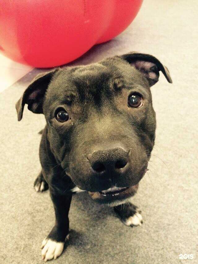 Отзывы на компанию Дог Шоу Центр в г. Красноярск c фото