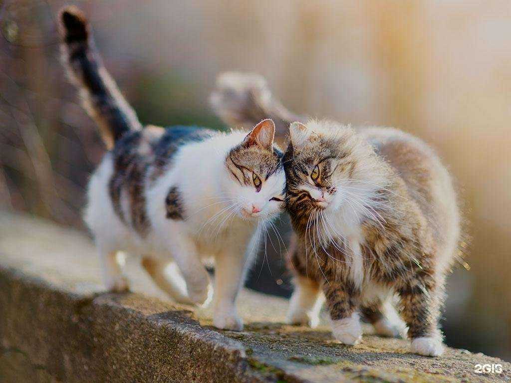 Отзывы на компанию Мираторг в Белгороде c фото