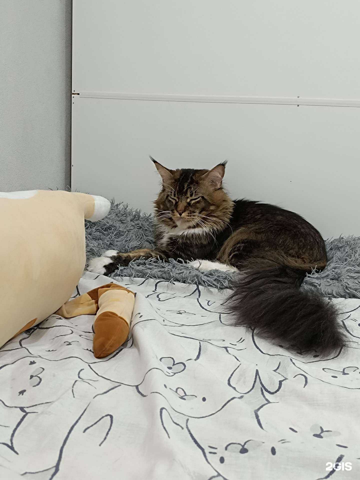 Отзывы на компанию Усы, лапы, хвост в г. Чебоксары c фото