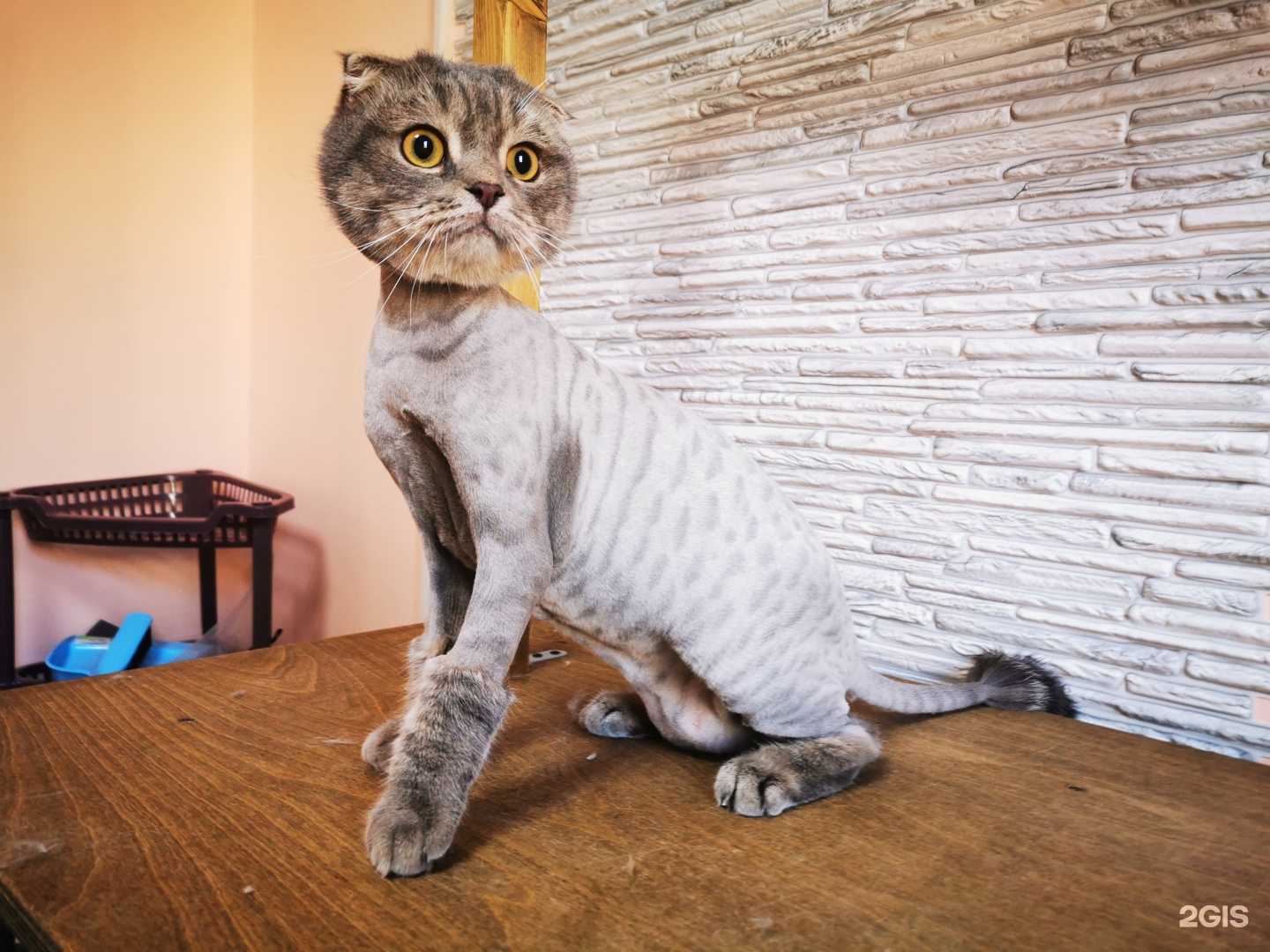 Отзывы на компанию Groom174 в Копейске c фото