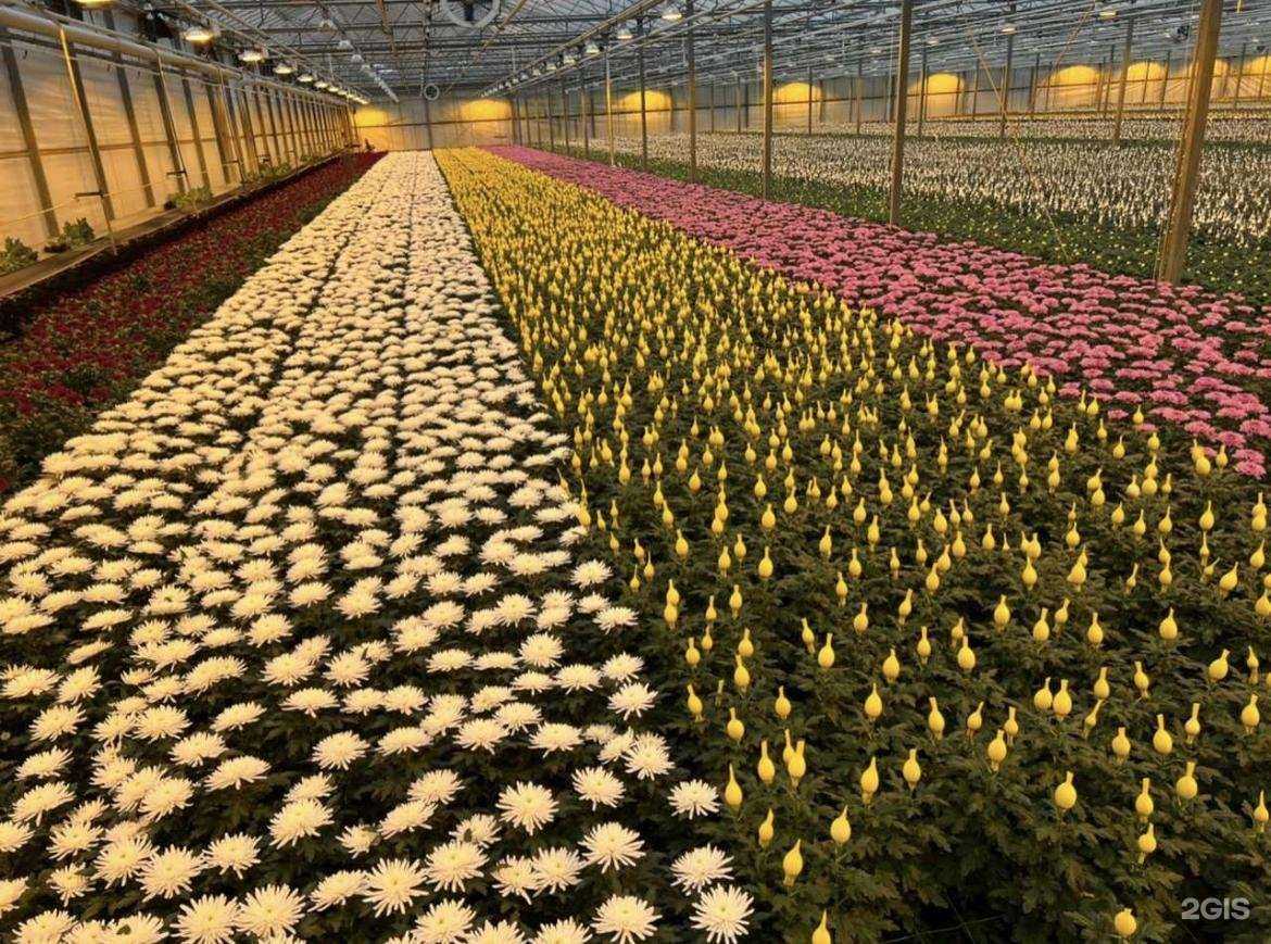 Отзывы на компанию Lilaflora group в г. Набережные Челны c фото