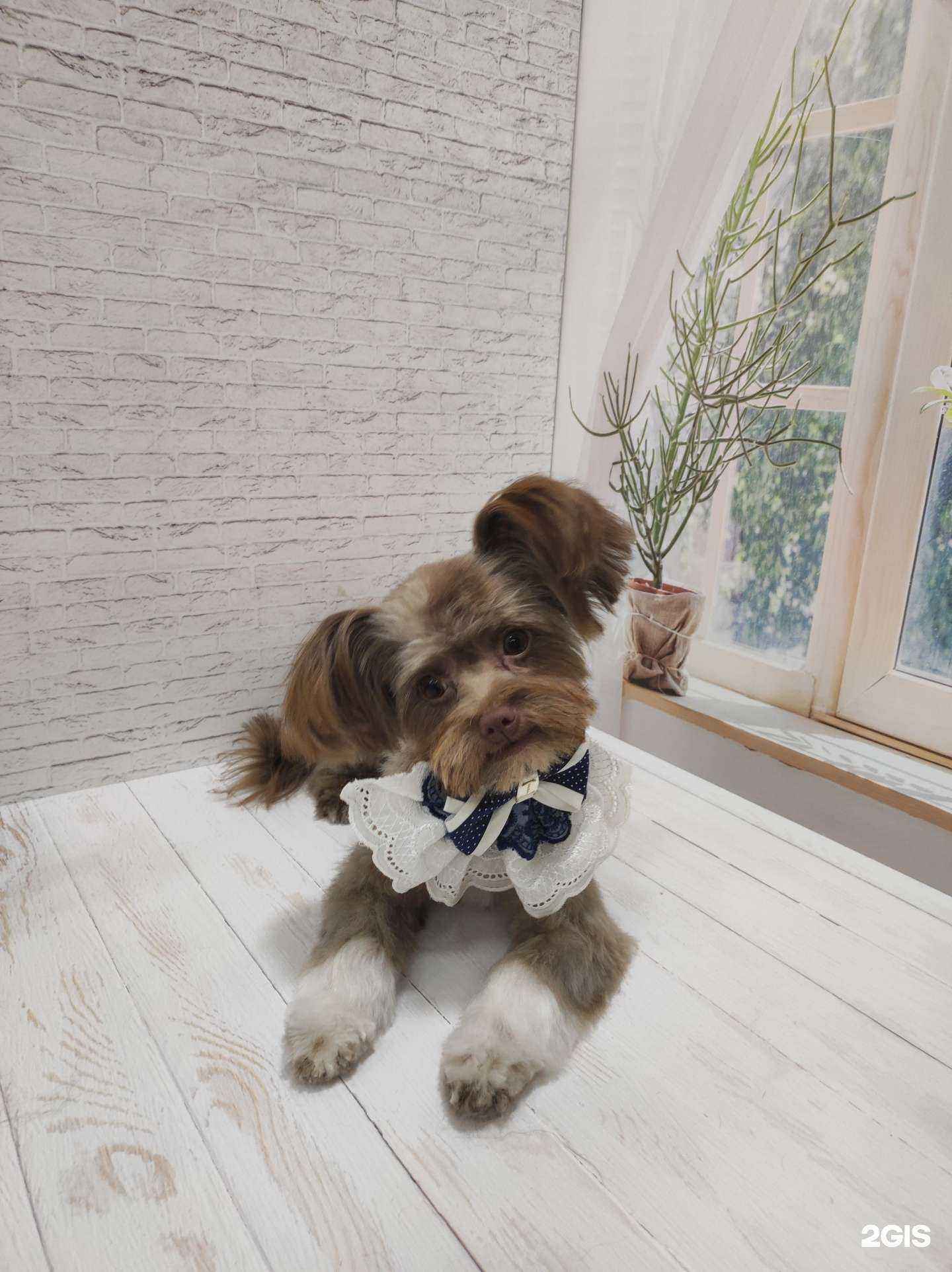 Отзывы на компанию La Грум в Краснодаре c фото