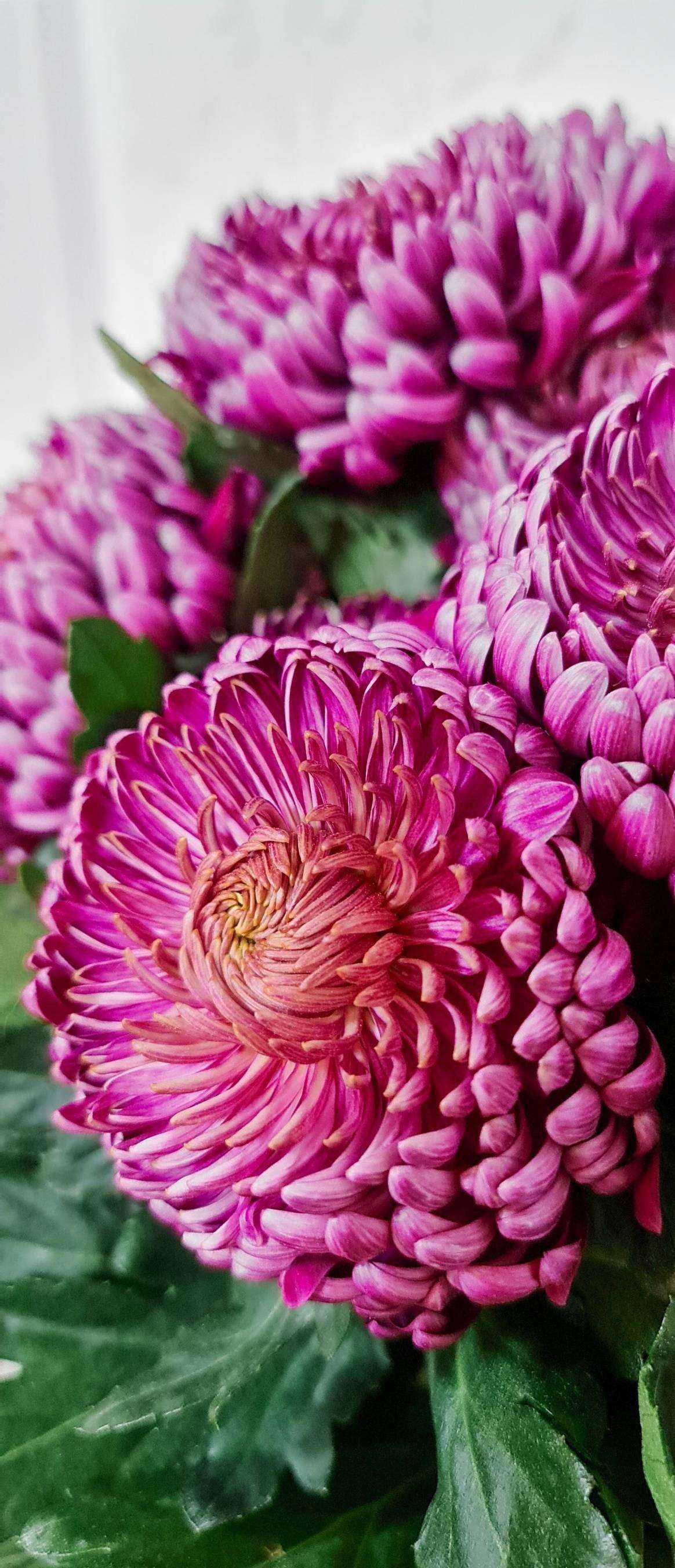 Отзывы на компанию Чехов садъ в г. Железногорск c фото