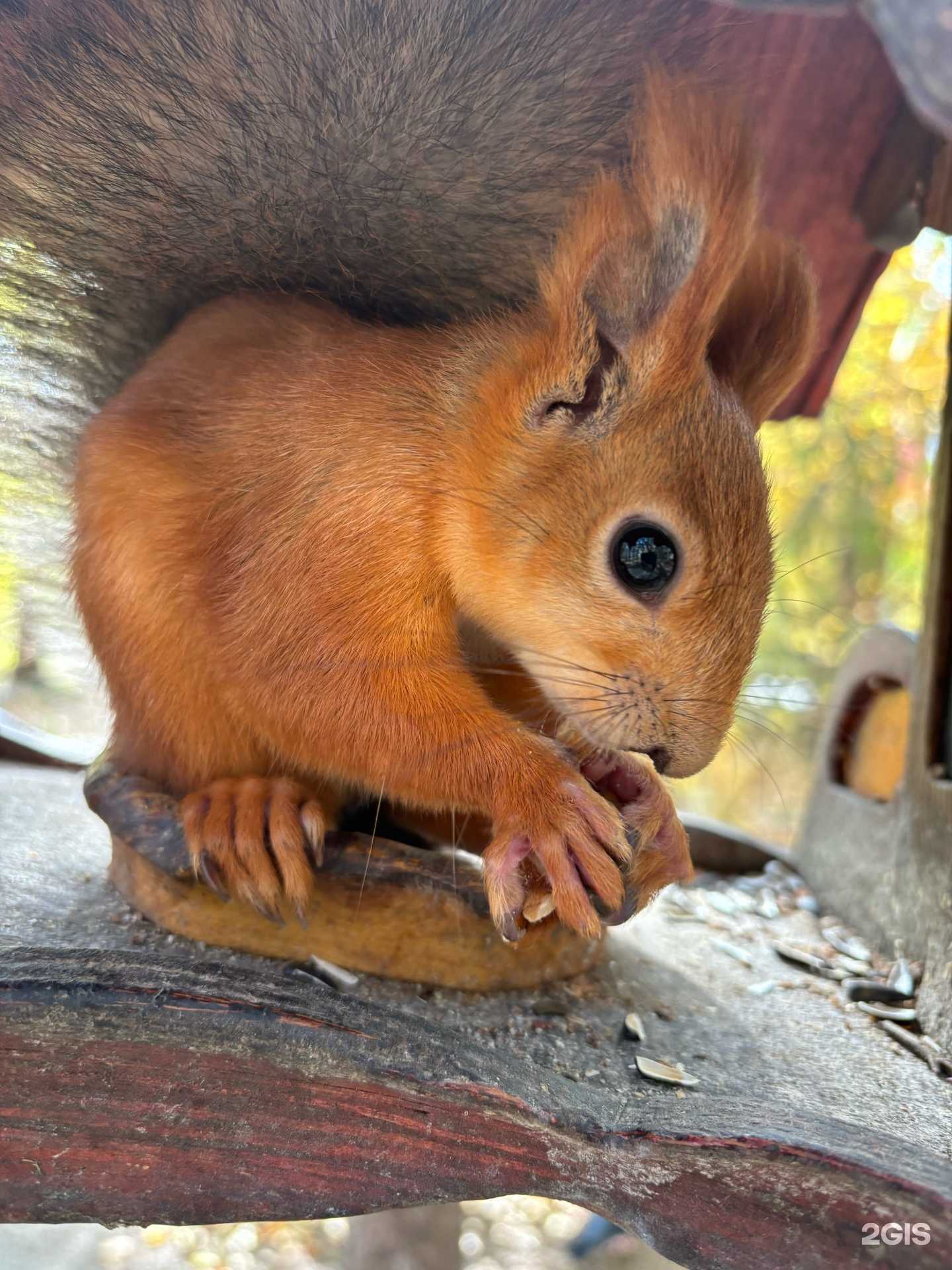 Отзывы на компанию Института остеопатической медицины им. В.Л. Андрианова в г. Новосибирск c фото