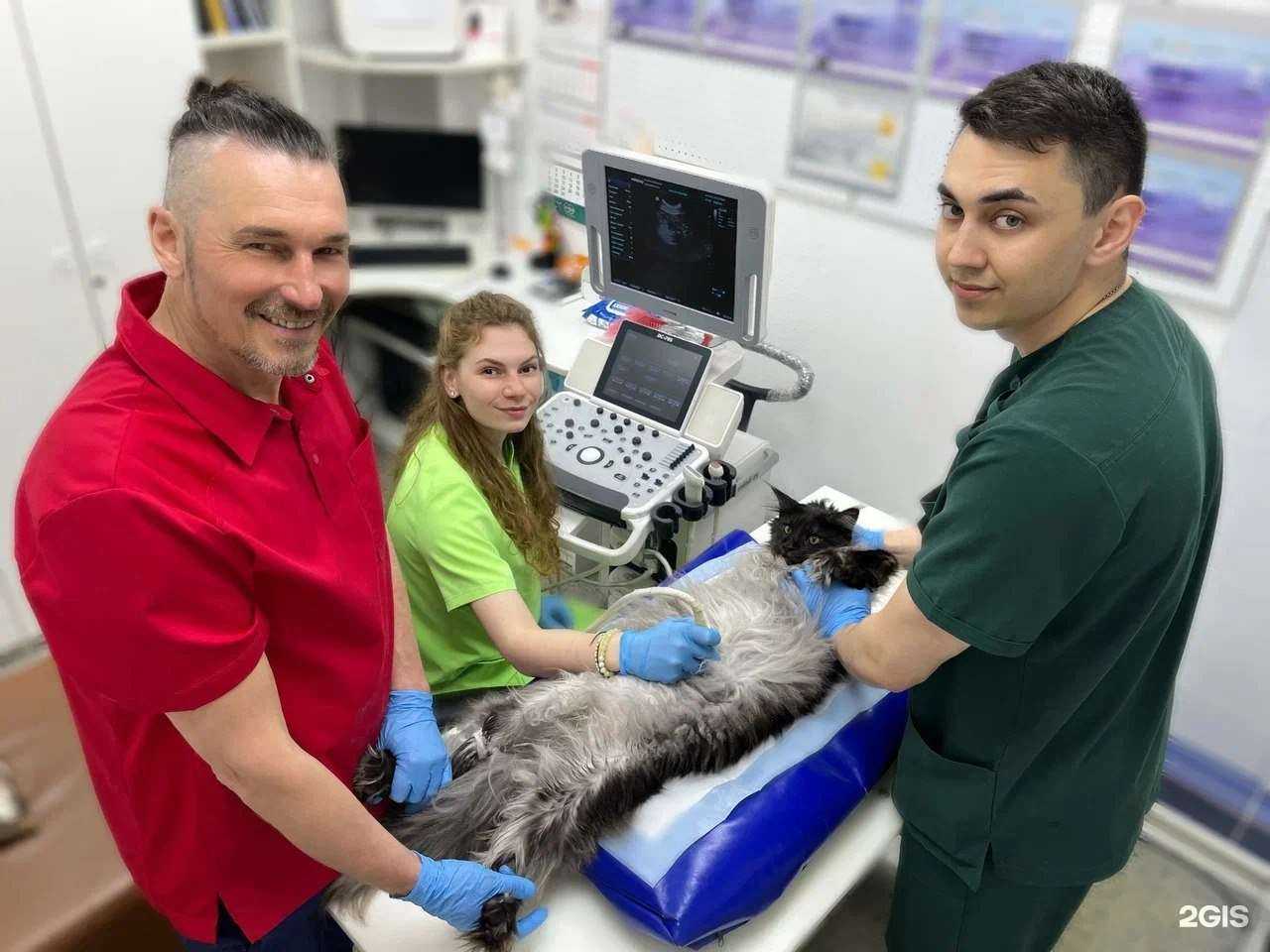 Отзывы на компанию Ветеринарная клиника доктора Денисова А.В. в Челябинске c фото