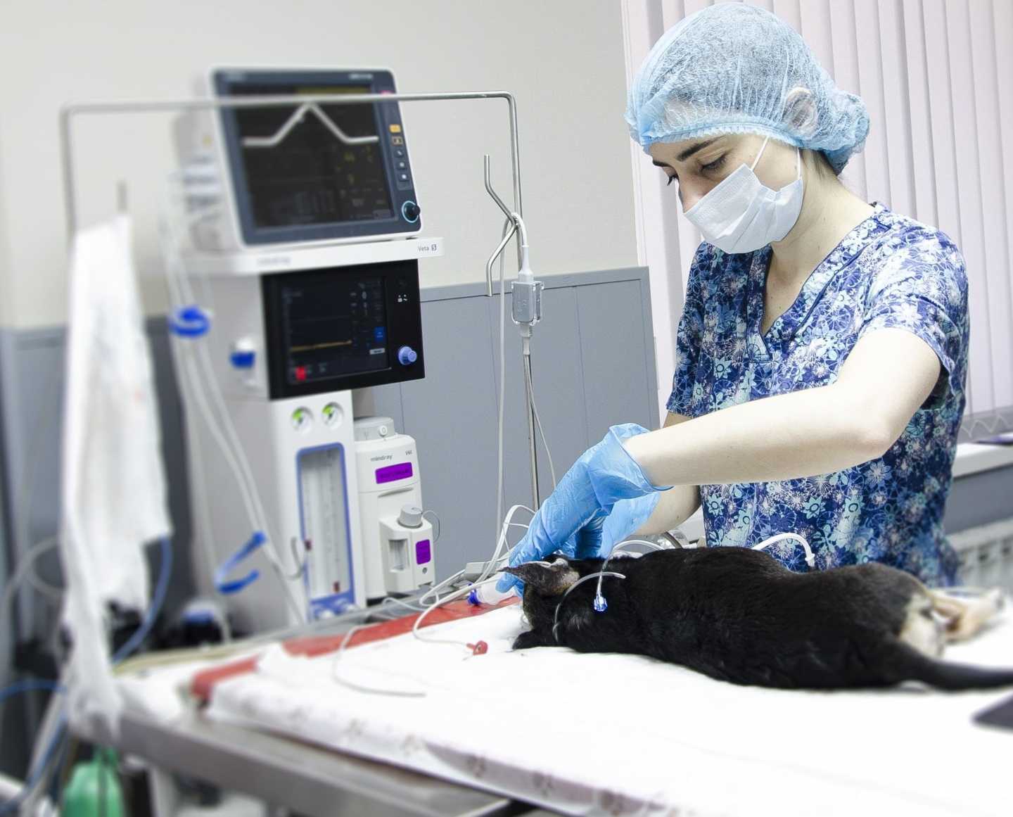 Отзывы на компанию Doctor vet в Саратове c фото