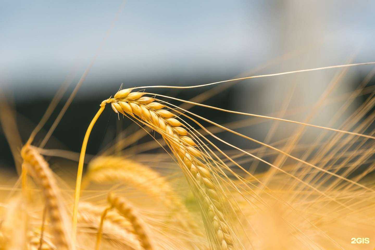 Отзывы на компанию Ярославский конвейер в г. Ярославль c фото