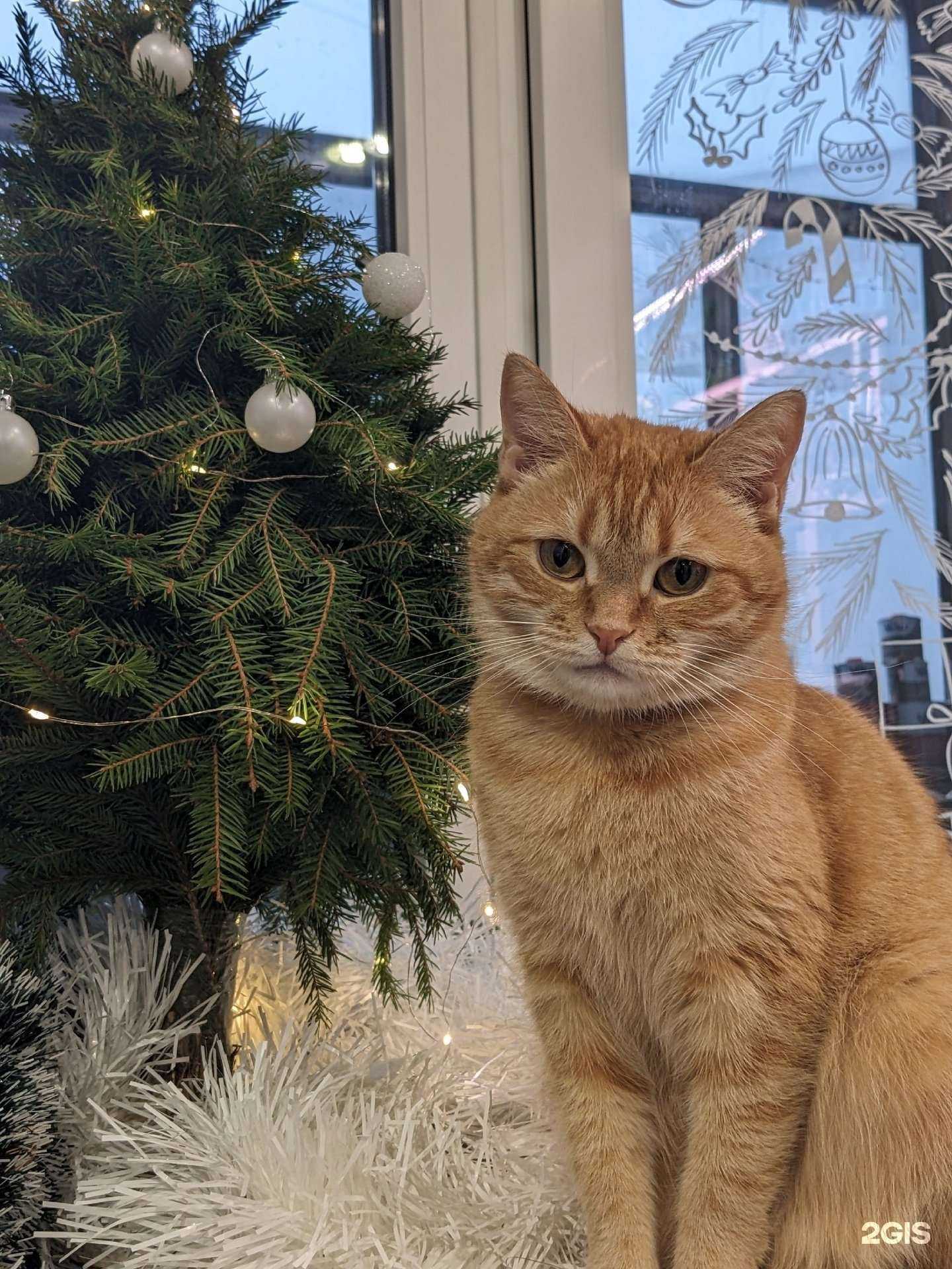 Отзывы на компанию Любимчик в г. Липецк c фото