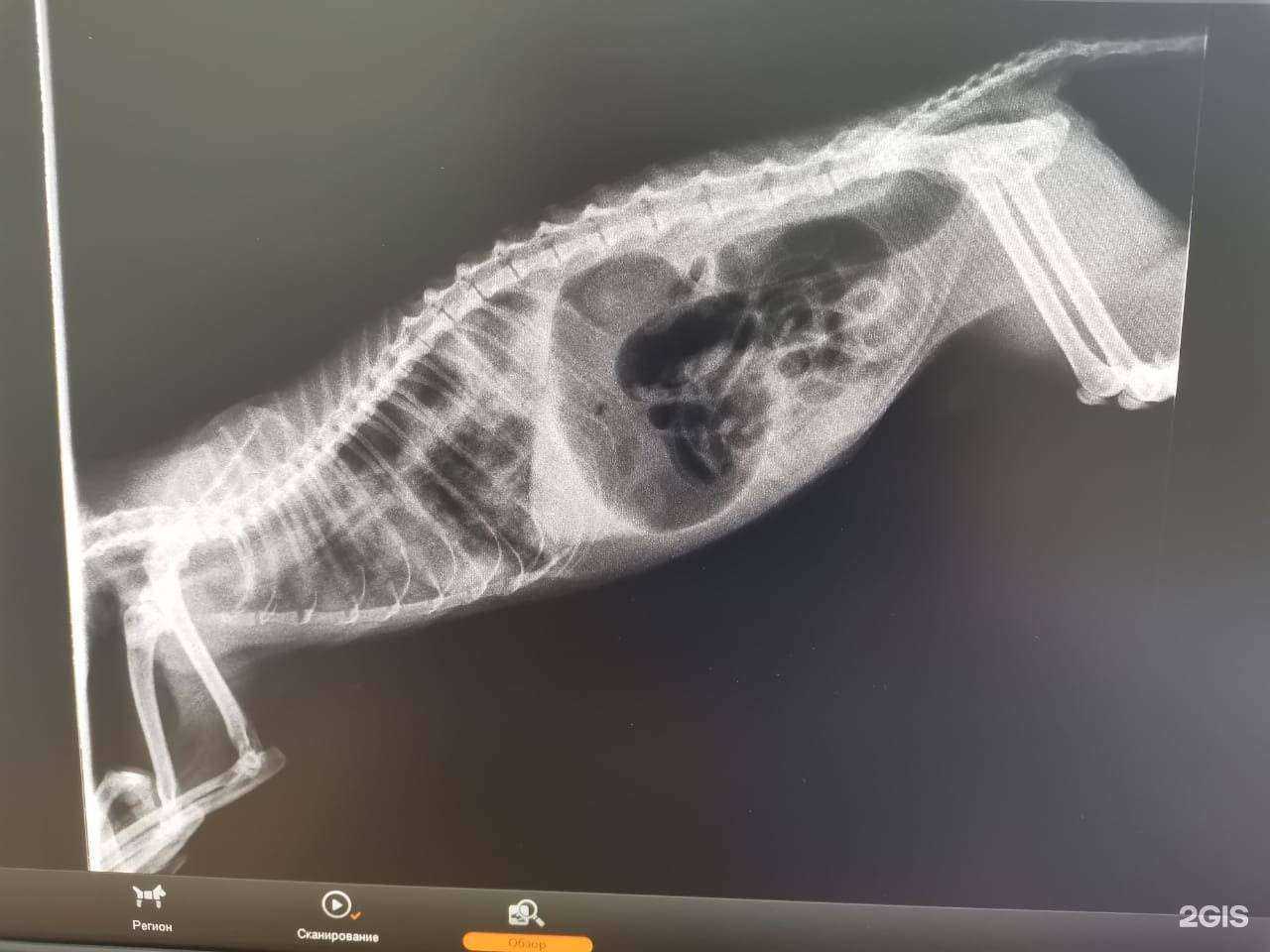 Отзывы на компанию Мама Кошка в Салавате c фото