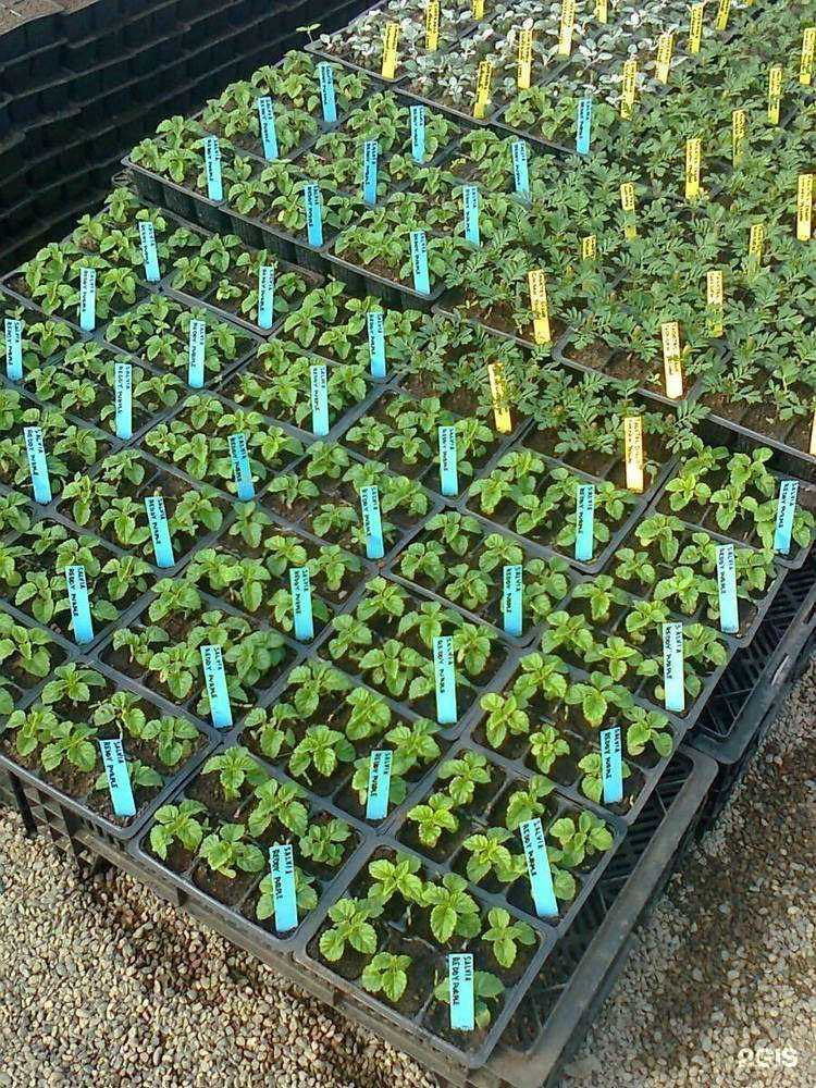 Отзывы на компанию Сады Семирамиды в г. Красноярск c фото