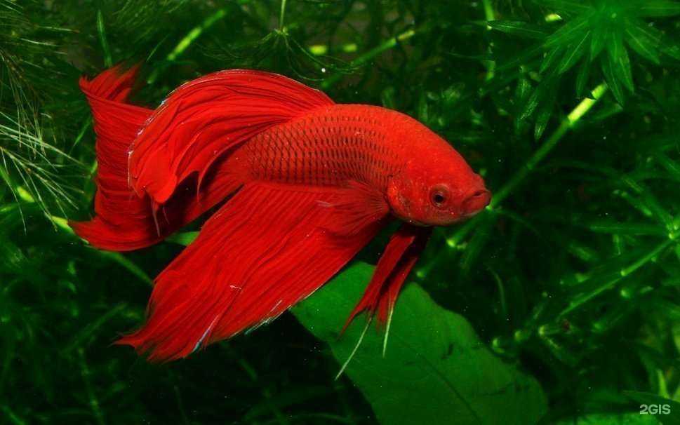 Отзывы на компанию Сорока в г. Калининград c фото