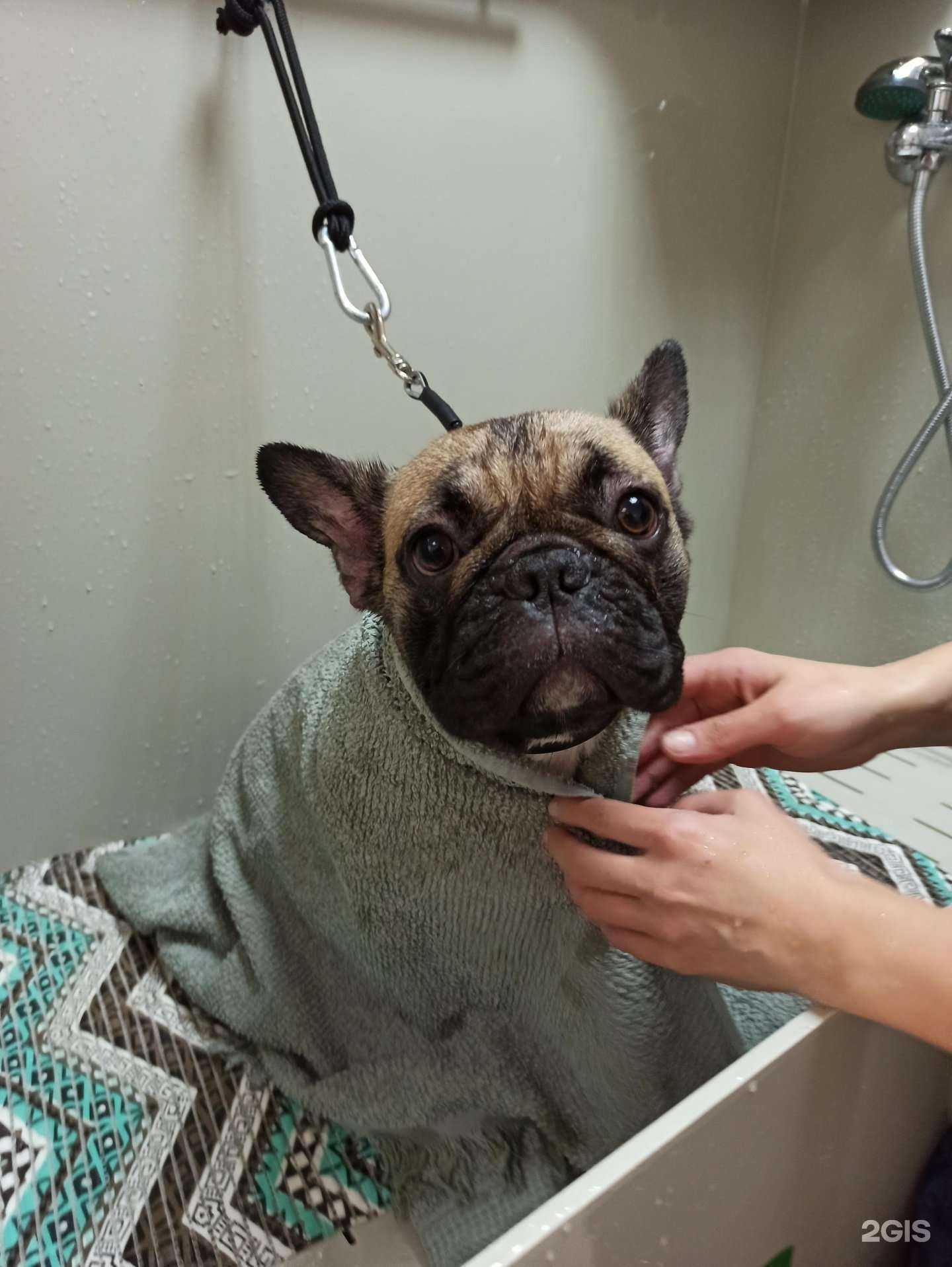 Отзывы на компанию ШэггиДог в Одинцове c фото