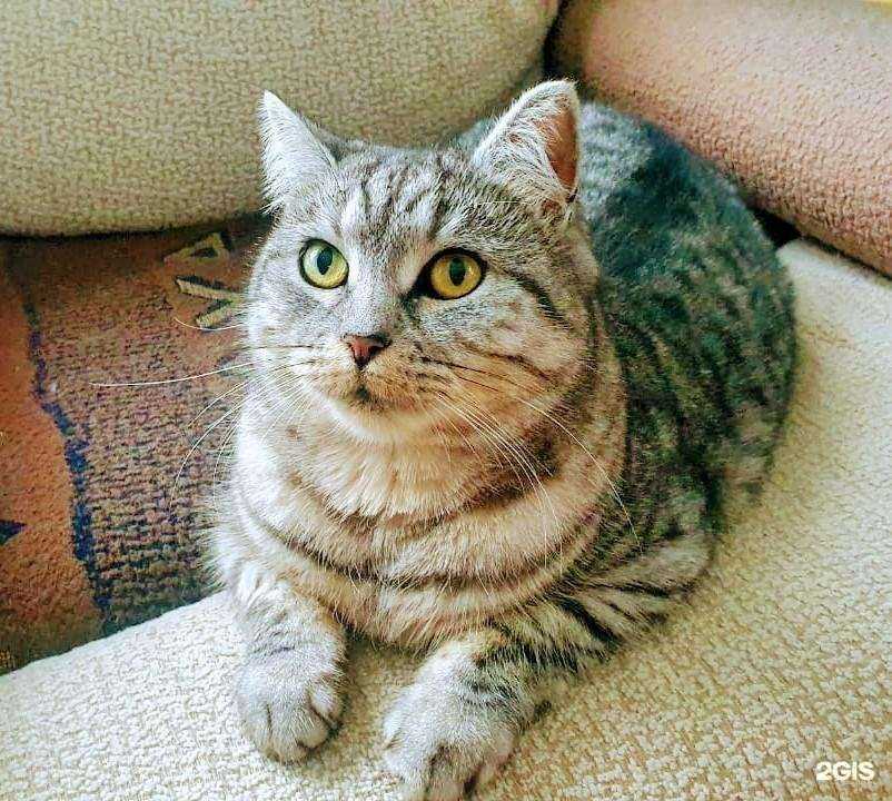 Отзывы на компанию Супер кот в г. Видное c фото