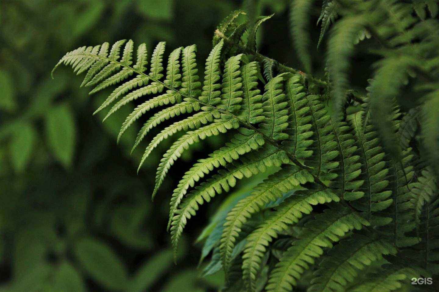 Отзывы на компанию Группа фитодизайна в г. Новосибирск c фото