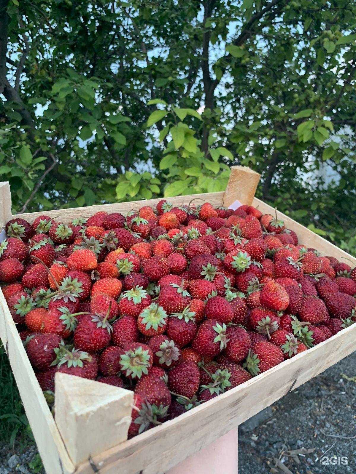 Отзывы на компанию Ягодград в Тюмени c фото