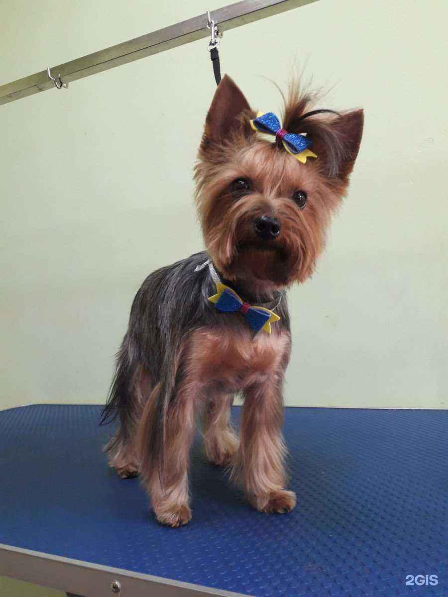 Отзывы на компанию Артемон в Архангельске c фото