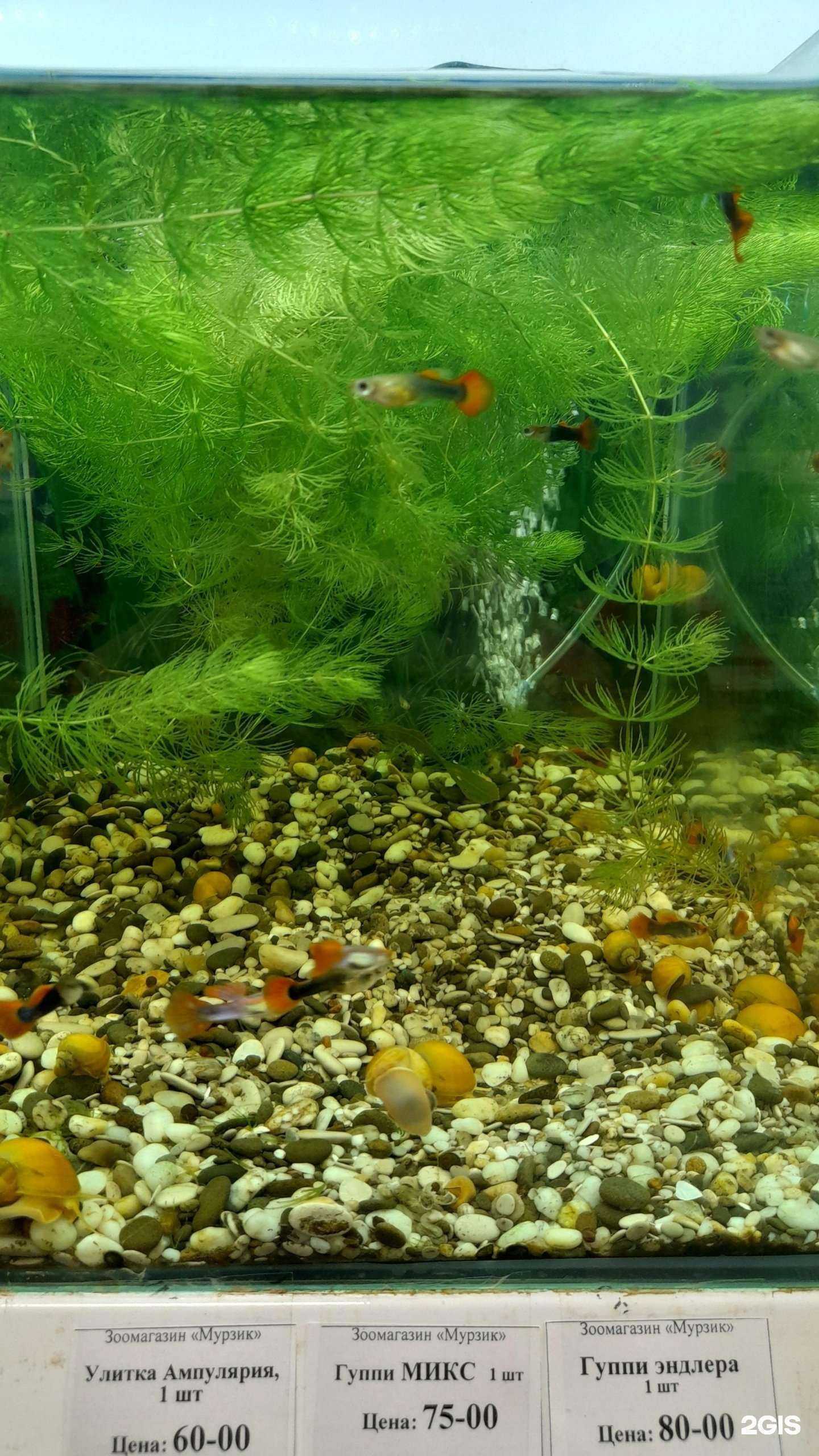 Отзывы на компанию Мурзик в г. Екатеринбург c фото