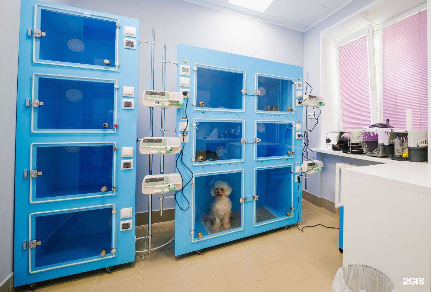 Отзывы на компанию Доктор Кот в Владимире c фото