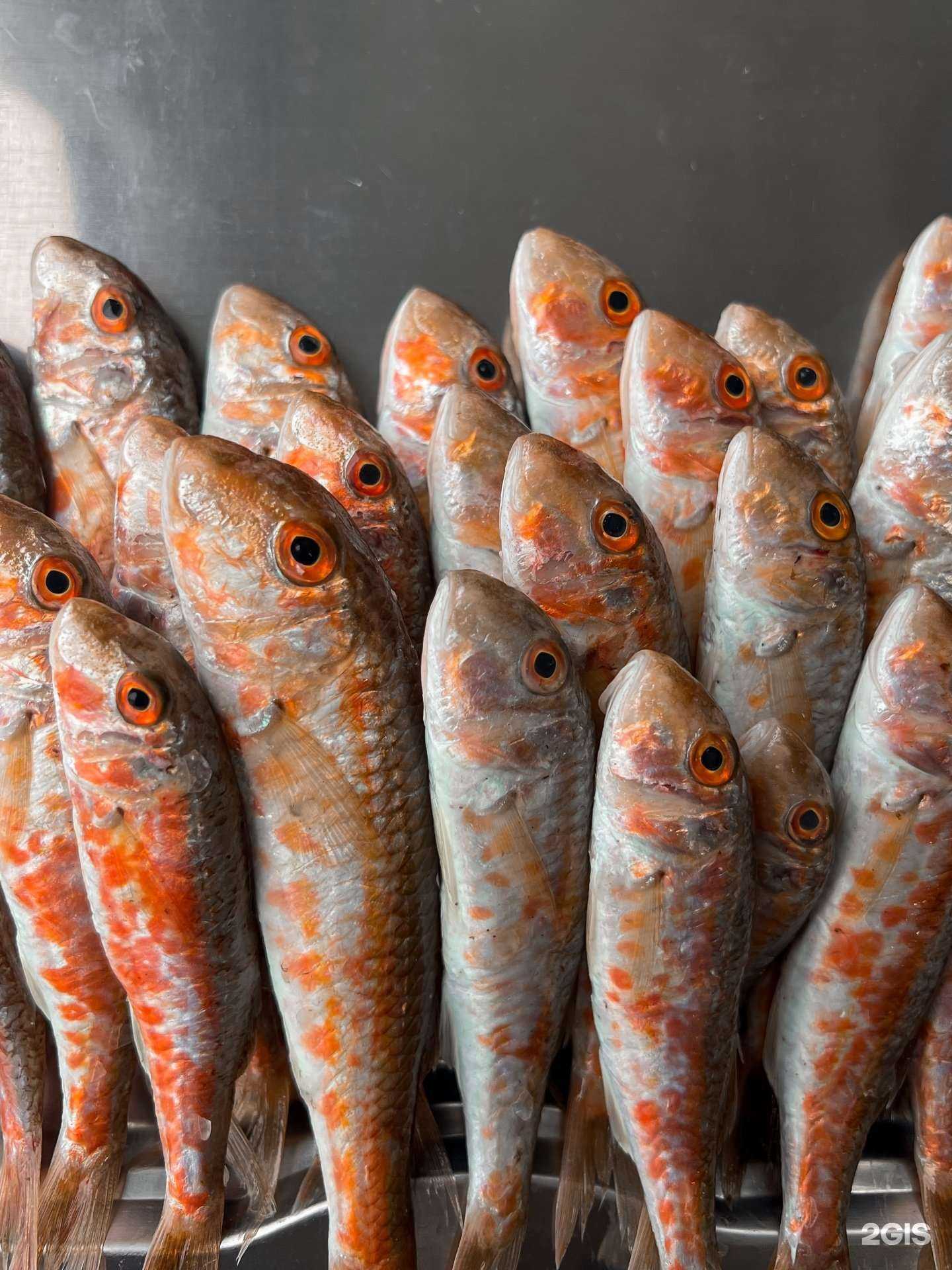 Отзывы на компанию Fishing Sochi в Сочи c фото