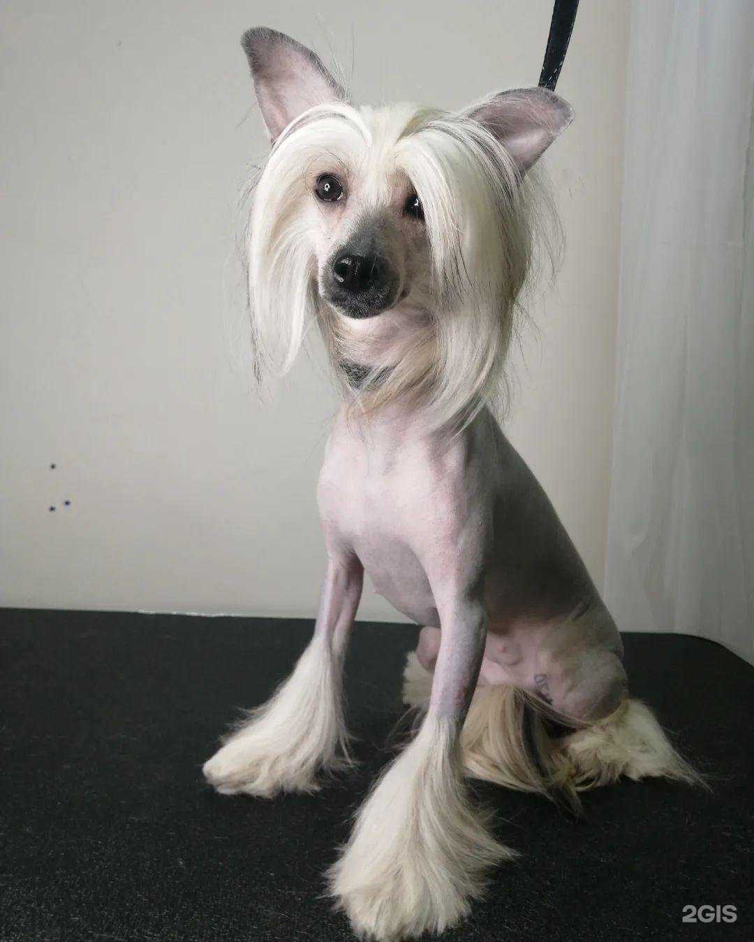 Отзывы на компанию Зверский стиль в Твери c фото